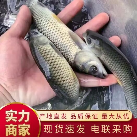 草鱼苗  青竹草鱼鱼苗  鲩鱼苗  淡水养殖草皖鱼苗 青鱼金