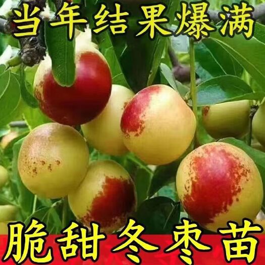 绛县冬枣苗，沾化大冬枣苗二代，冬枣树苗，拐枣苗品种保证死苗补发