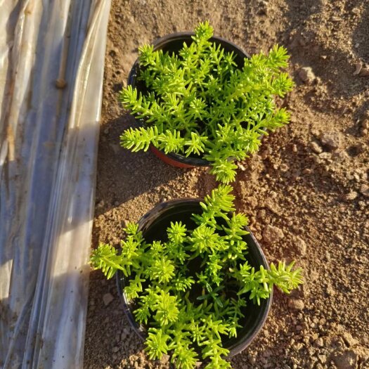 青州市金叶佛甲草
