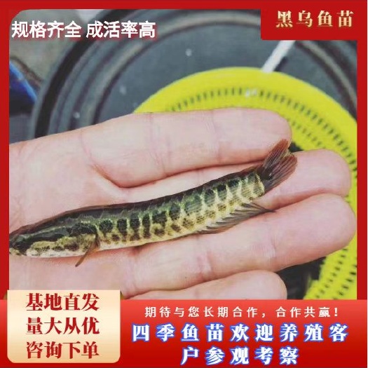 富顺县黑乌鱼苗（大小规格齐全）