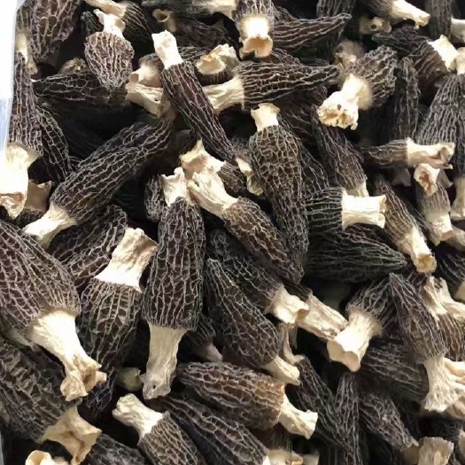 羊肚菌