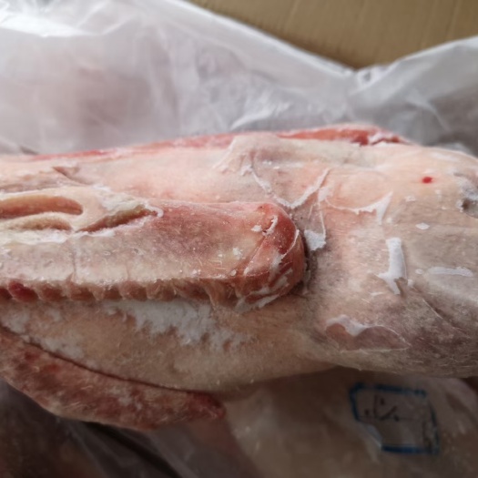 济南鹅  白条鹅  5只心肝仔鹅