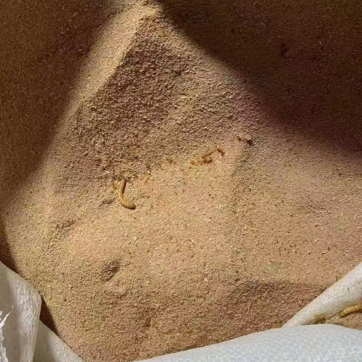 巨鹿县虫沙