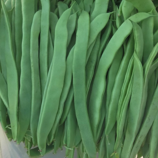 扁青芸豆  大扁芸豆