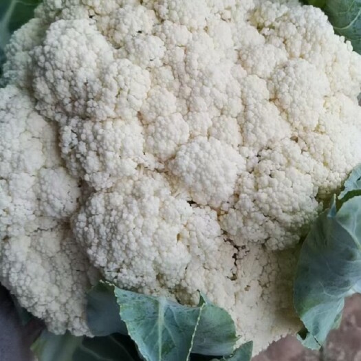 邯郸花菜