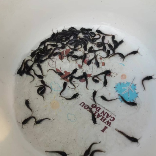 邵阳县八须胡子鲶鱼苗