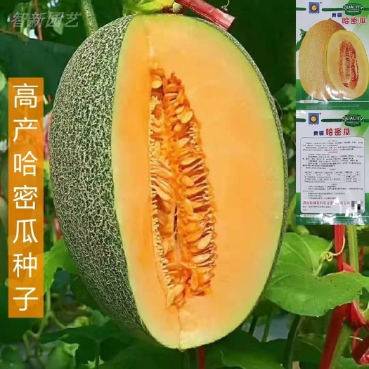 邵东市新疆哈密瓜种籽香瓜甜瓜瓜种香甜四季春季冬季南方蔬菜水果种子孑