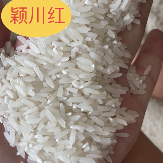 安溪县颖川红优质高山农家大米煮饭煮粥都好吃