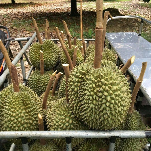 昆明泰国榴莲 甲仑榴莲 托曼尼榴莲