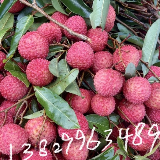 惠东县广东惠州惠东桂味荔枝整车发货 果径2cm鲜红市场果糖分充足