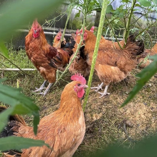 衡阳出售麻羽绿壳蛋鸡苗青脚土鸡苗虫子鸡走地鸡欢迎详谈