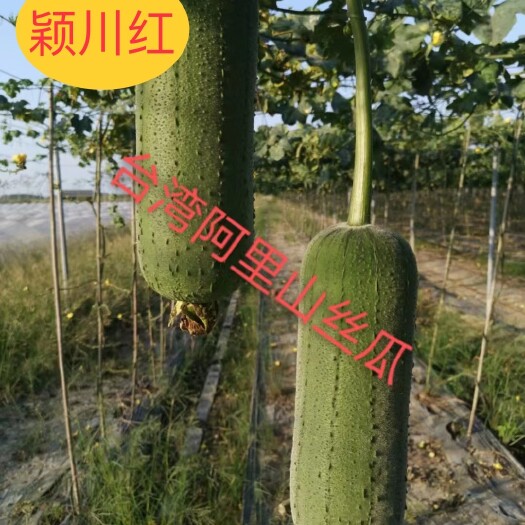 安溪县颖川红高山新鲜现摘阿里山肉丝瓜新品皮薄肉脆嫩2000斤起