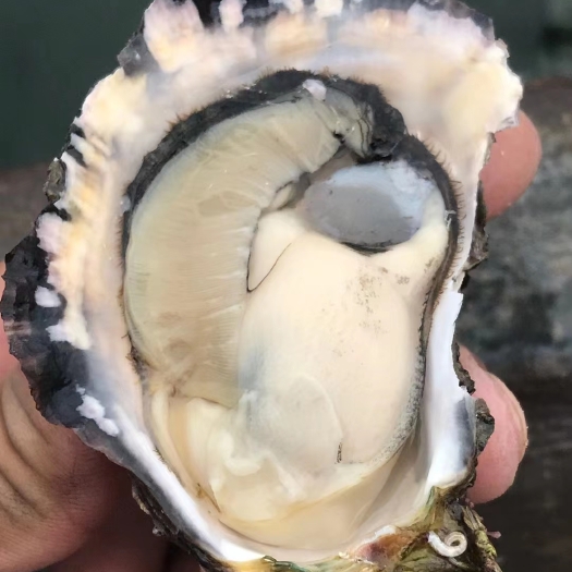 诏安县生蚝批发烧烤摊专用一件一百斤起大中小规格，原产地发货量大优惠