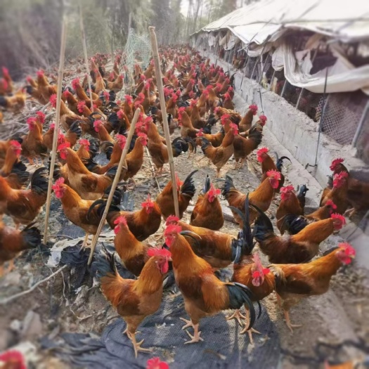 衡阳出售仙居鸡苗土鸡苗公量大优惠