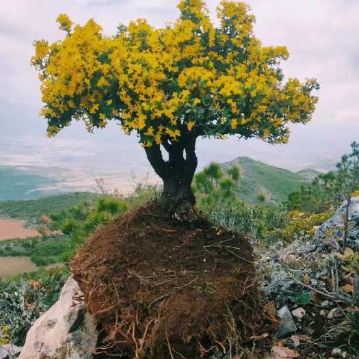 鹤庆县澄花瑞香批发零售