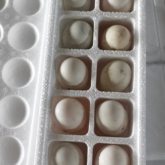 销售网红盒装雁鹅蛋，赶大集，商超，旅游赠送，所有蛋品应有尽有