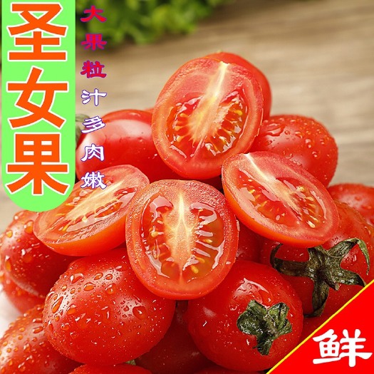滑县无公害圣女果原头
