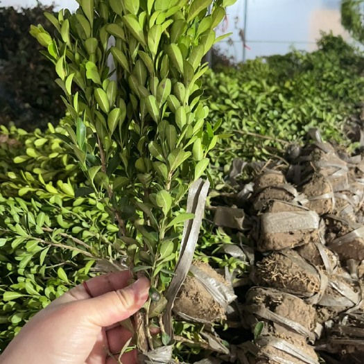沭阳县黄杨
