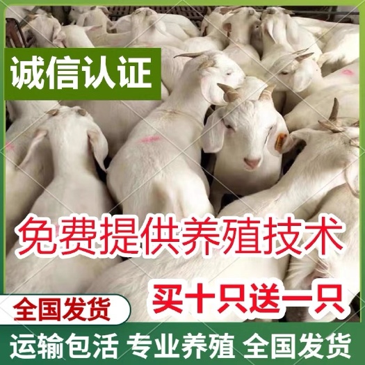 嘉祥县美国白山羊        怀孕母羊