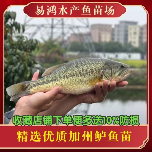 广州鱼苗场直供优质 加州鲈鱼苗 鲈鱼苗 大黑口鲈鱼苗 已驯化好