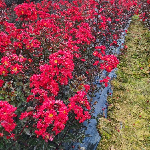 益阳紫叶红花紫薇小苗基地直销量大从优欢迎来电