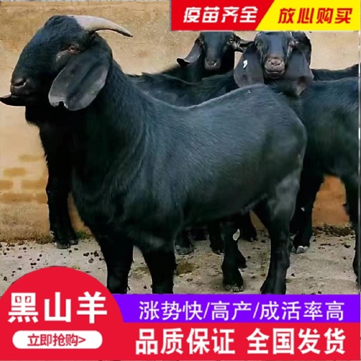 嘉祥县努比亚   黑山羊    成年   羊羔   羊苗
