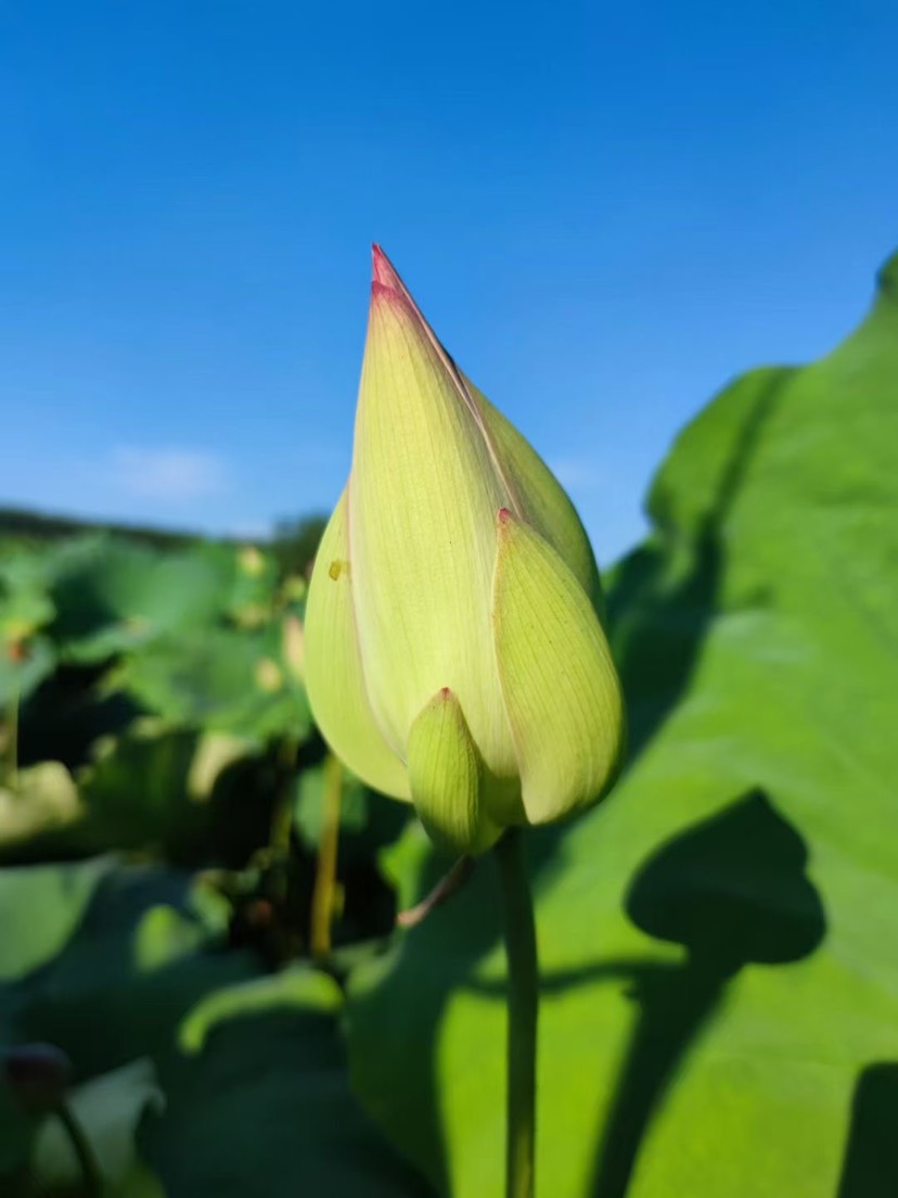 湘莲荷花种子大型荷花种子莲藕种子食用大田池塘观赏莲花