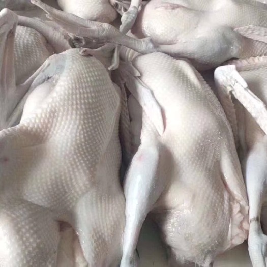 佛山生鲜食品批发