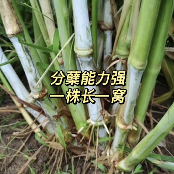 精选红象草种节，一根两牙，一百牙起卖，0.11一牙，包邮包售