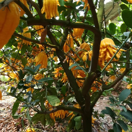 临朐县金华新鲜佛手食用佛手果佛手柑佛手瓜香橼清供观赏小佛手现摘现发