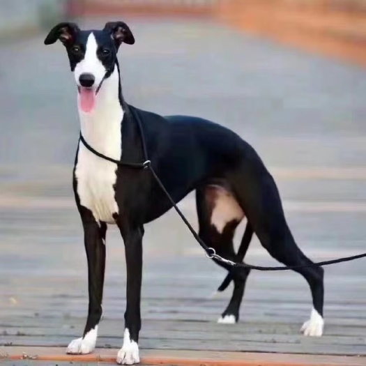 嘉祥县格力犬幼犬灵缇犬惠比特犬狩猎成年猎兔犬细犬