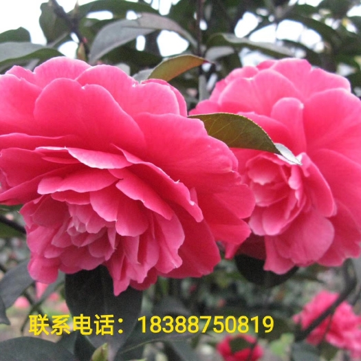 盐津县大型茶花树