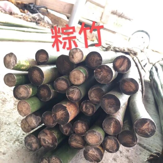 环江县棕竹，实心竹，金丝楠木竹，棕榈竹，工艺竹