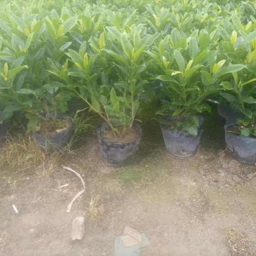 灰莉，非洲茉莉基地直发大量现货产地直发20-200厘米