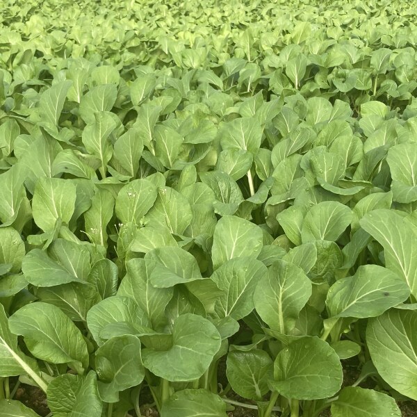 颖川红绿色高山新鲜甜菜心油菜心应季