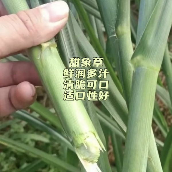 精选红象草种节，一根两牙，一百牙起卖，0.11一牙，包邮包售