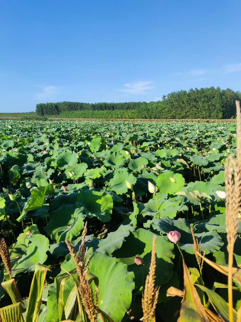 湘莲荷花种子大型荷花种子莲藕种子食用大田池塘观赏莲花