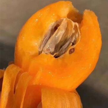 云霄县枇杷