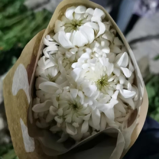 新沂市白菊京城好货