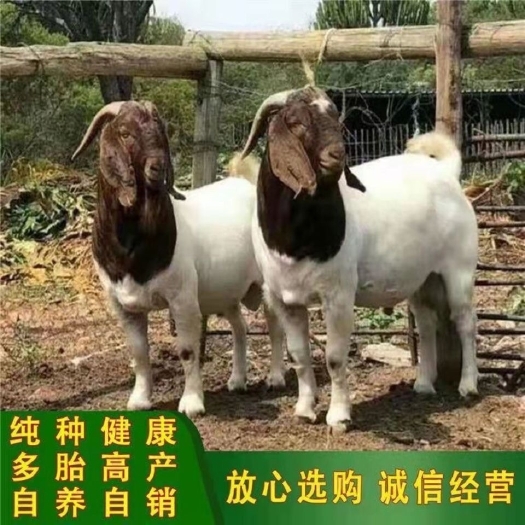 嘉祥县波尔山羊    羊苗    羊羔   种公