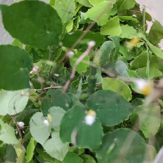 礼县甘肃陇南 高山淫羊藿