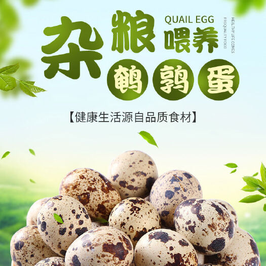临沂鹌鹑蛋