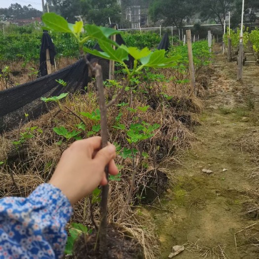 灵山县无花果苗