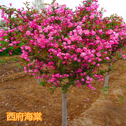 西府海棠树垂丝海棠北美海棠庭院别墅种植苗圃绿化工程苗红宝石