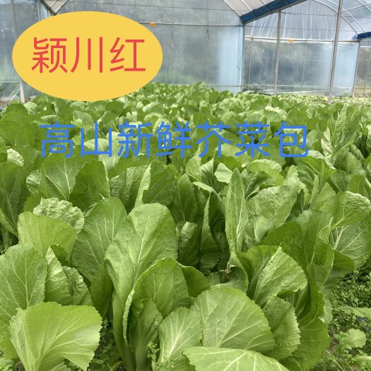 安溪县颖川红高山新鲜芥菜包可腌制酸菜应季蔬菜