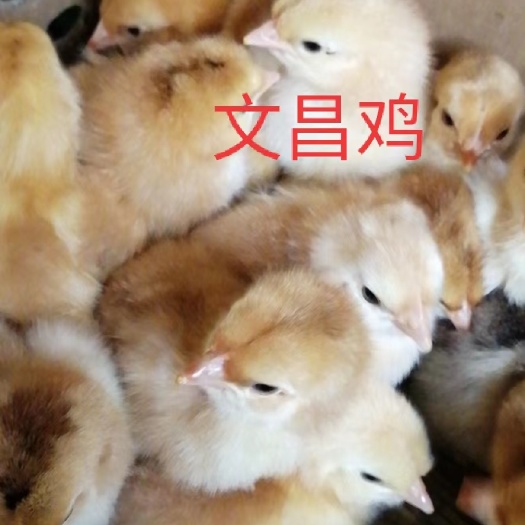 广州文昌鸡