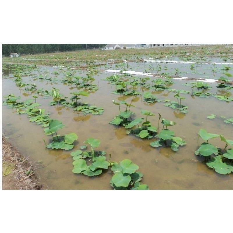 湘莲荷花种子大型荷花种子莲藕种子食用大田池塘观赏莲花