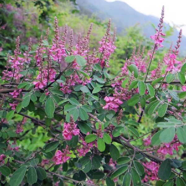 多花木兰种子，护坡固土专用草籽荒山复绿灌木丛树籽四季可播种子