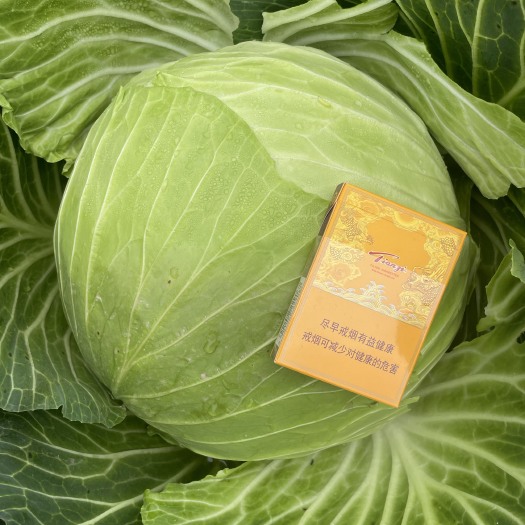 重庆/四川精品铁白菜-寒胜/富士春，需要的朋友欢迎联系，量大