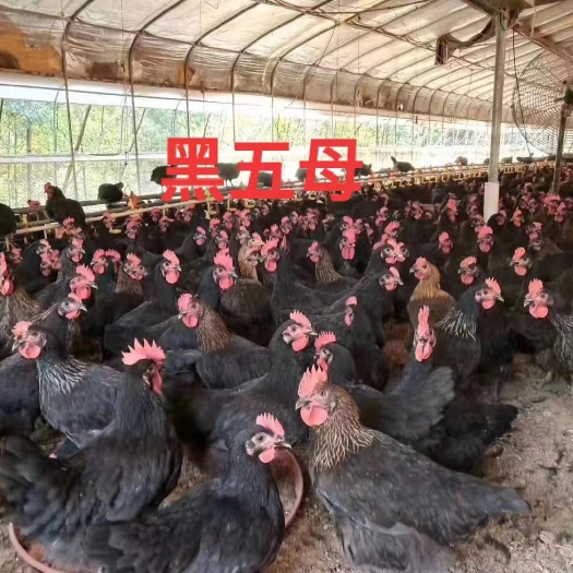 广州快大黑五